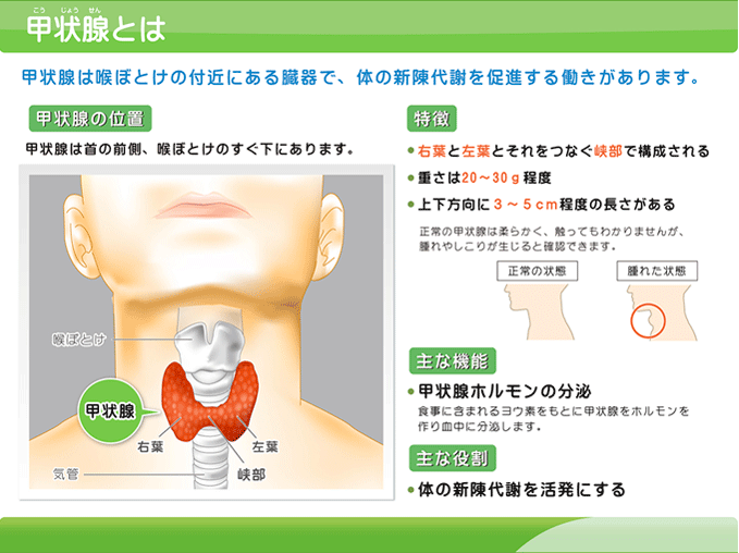 甲状腺とは・甲状腺はのど仏の付近にある臓器で、体の新陳代謝を促進する働きがあります。