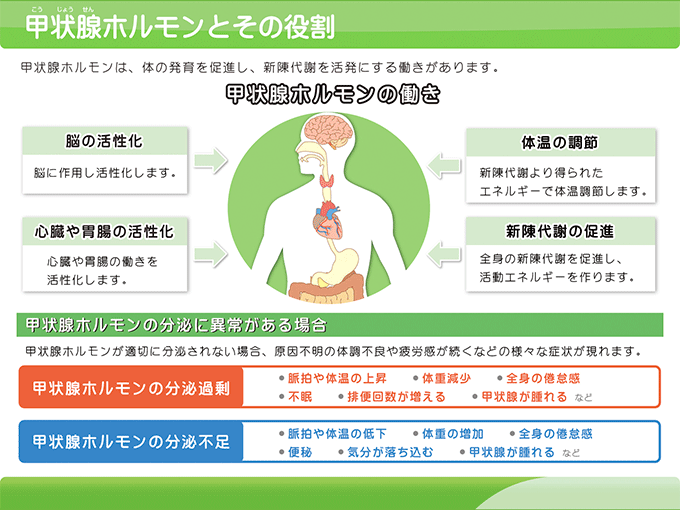 甲状腺ホルモンを一定に保つ甲状腺刺激ホルモン（TSH）・甲状腺刺激ホルモンは甲状腺ホルモンバランスを調整する役割があります。